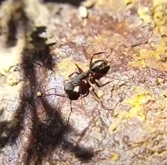 Camponotus capperi