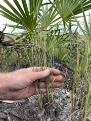 Andropogon cumulicola