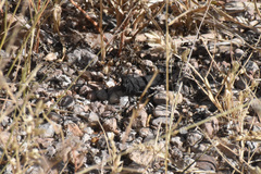 Arphia pseudonietana