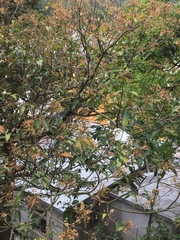 Sterculia lanceolata