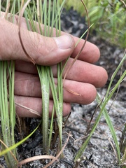 Andropogon cumulicola