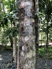 Bactris gasipaes