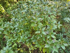 Rhododendron mucronulatum