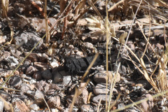 Arphia pseudonietana