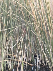 Phleocryptes melanops