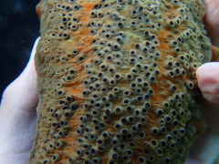 Apostichopus parvimensis