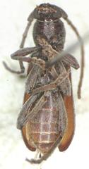 Anelaphus savinai
