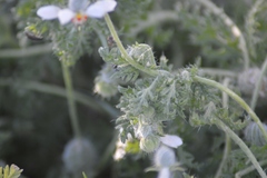 Blumenbachia insignis