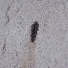 Blastobasis marmorosella