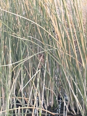 Phleocryptes melanops