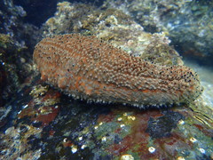 Apostichopus parvimensis