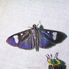 Erilusa leucoplagalis