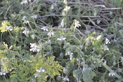 Blumenbachia insignis