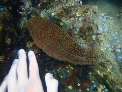 Apostichopus parvimensis