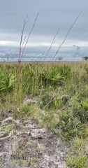 Andropogon cumulicola
