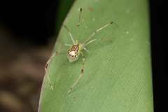 Thwaitesia argentiopunctata