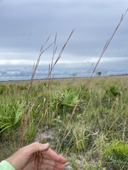 Andropogon cumulicola