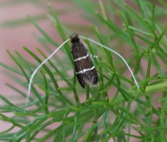 Adela septentrionella