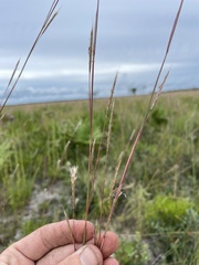 Andropogon cumulicola