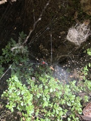 Aglaoctenus castaneus