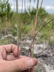 Andropogon cumulicola
