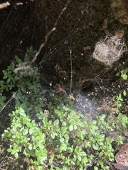 Aglaoctenus castaneus