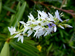 Veronica townsonii