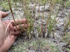 Andropogon cumulicola