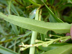 Veronica townsonii