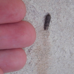 Blastobasis marmorosella