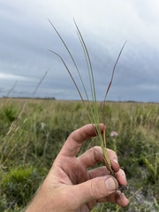Andropogon cumulicola