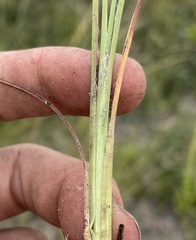 Andropogon cumulicola