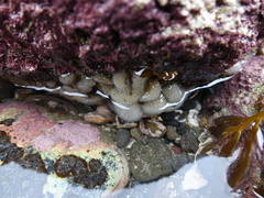 Pseudodistoma opacum