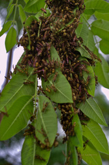 Polybia fastidiosuscula