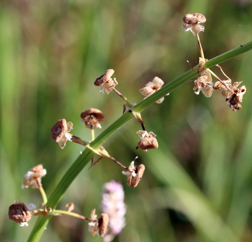 Longbarb arrowhead (Sagittaria longiloba)