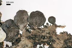 Sticta fuliginoides