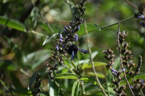 photo of Honey Bees, Bumble Bees, And Allies (Apidae)