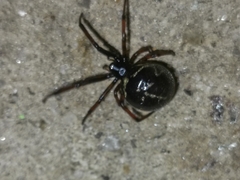 Steatoda diamantina