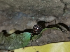 Steatoda diamantina