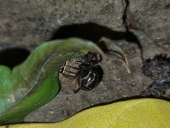 Steatoda diamantina