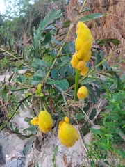 Senna reticulata