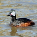 White-tufted Grebe - Photo (c) Rachid H, some rights reserved (CC BY-NC)