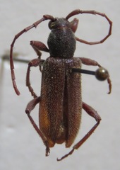 Anelaphus daedaleus