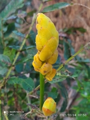 Senna reticulata
