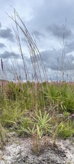 Andropogon cumulicola