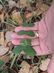 Lathyrus ochroleucus
