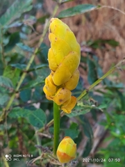 Senna reticulata