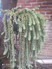 Sedum burrito