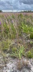 Andropogon cumulicola