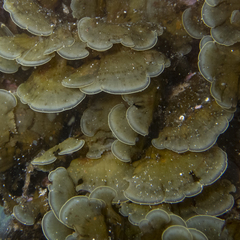 Lobophora variegata